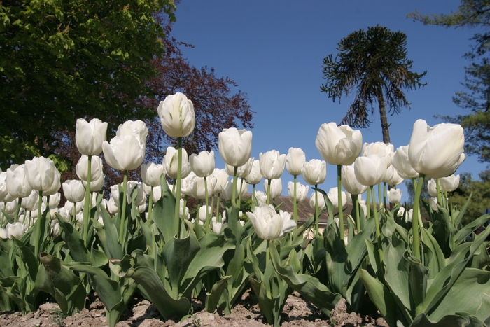 Tulipes a Morges 2007 - 201